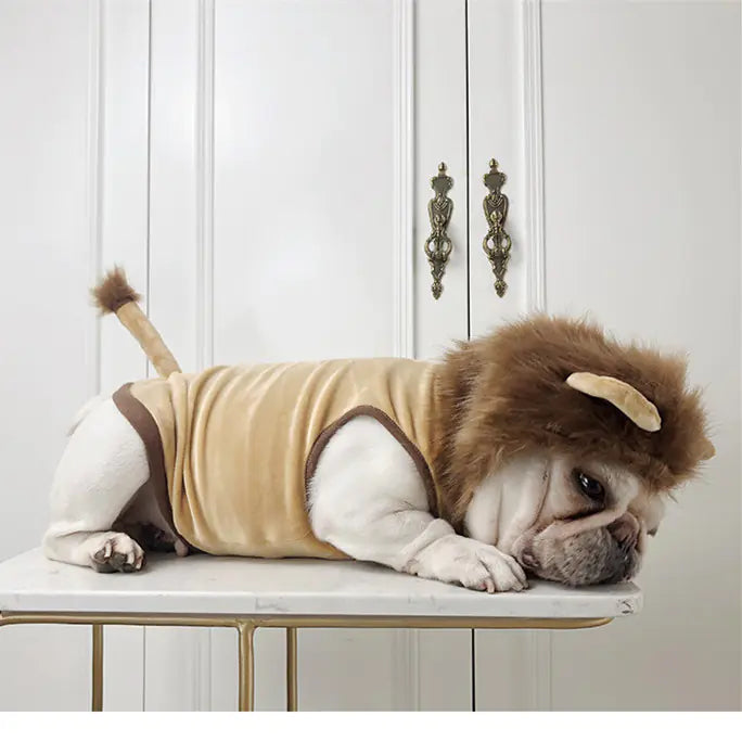 Dog Lion Costume and Cat Outfit for Halloween