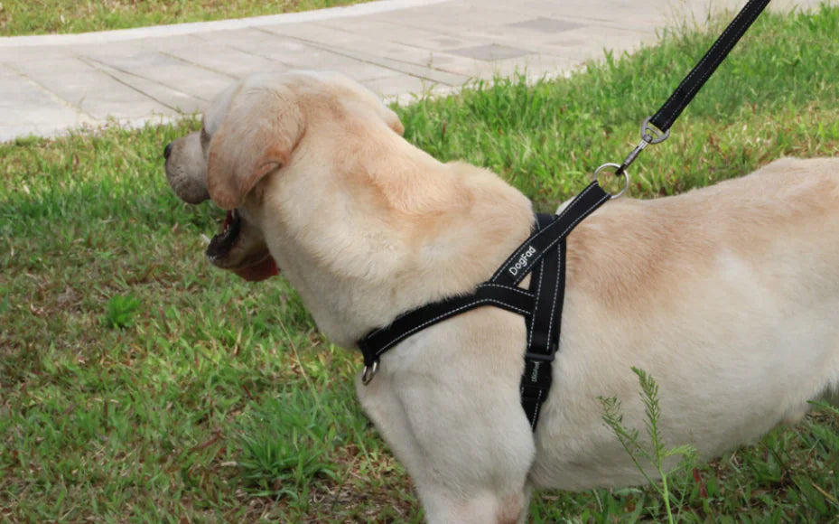 Pet Dog Harness with Leash for Walking