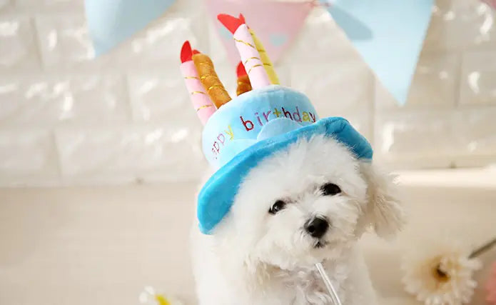 Pet Transformation Hat - Cute Cat Birthday Cake Hat