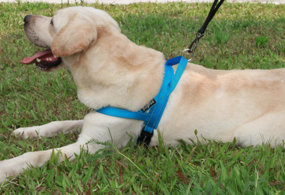 Pet Dog Harness with Leash for Walking