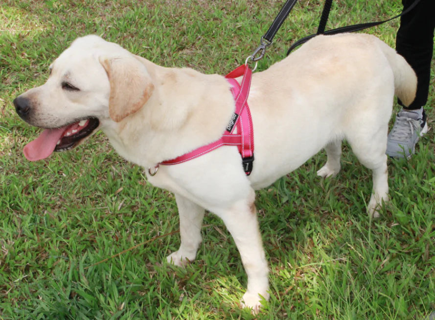 Pet Dog Harness with Leash for Walking